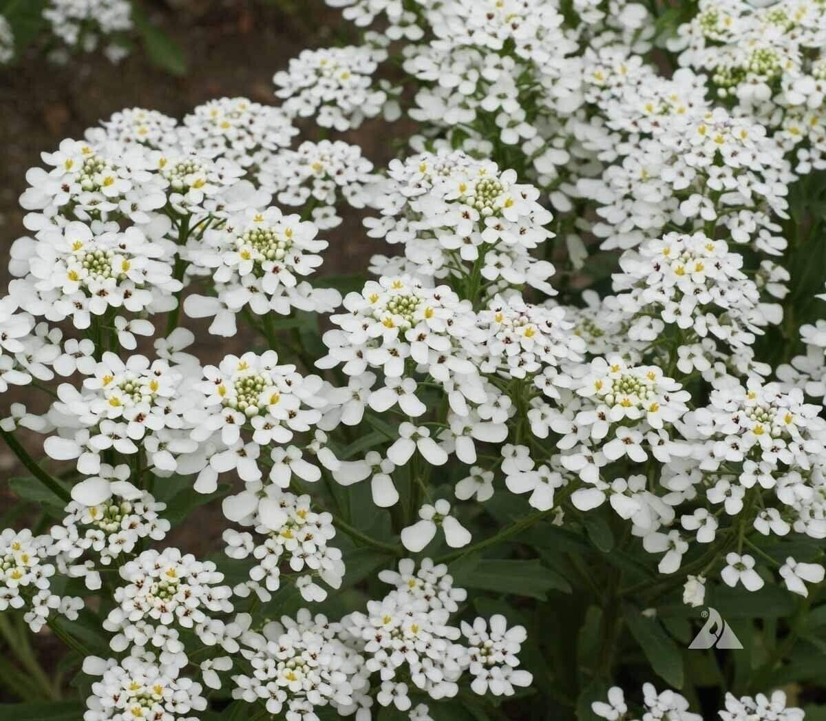 250+ Candytuft Empress Rocket Annual Iberis Amara Flower Seeds | www.seedsplantworld.com