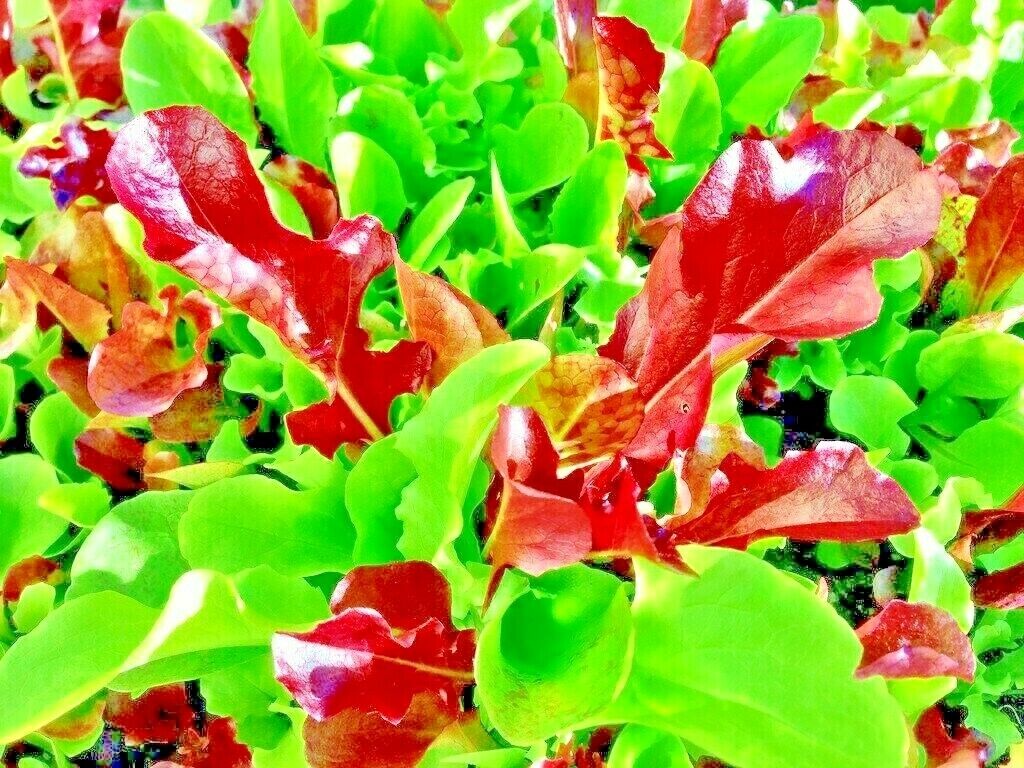 1000 Lettuce Spring Mesclun Mix Greens Garden Heirloom Non-Gmo Vegetable Seeds | www.seedsplantworld.com