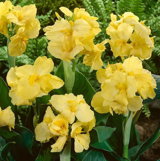 2 Yellow Futurity Dwarf Canna Lily Flower Bulb Tuber Rhizomes Deer Resistant Bulbs Plant