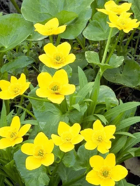 200 Yellow Swamp Marigold Bidens Aristosa Mutica Flower Seeds | www.seedsplantworld.com