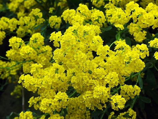 125 Alyssum Golden Tuft Basket Of Gold Flower Seeds | www.seedsplantworld.com