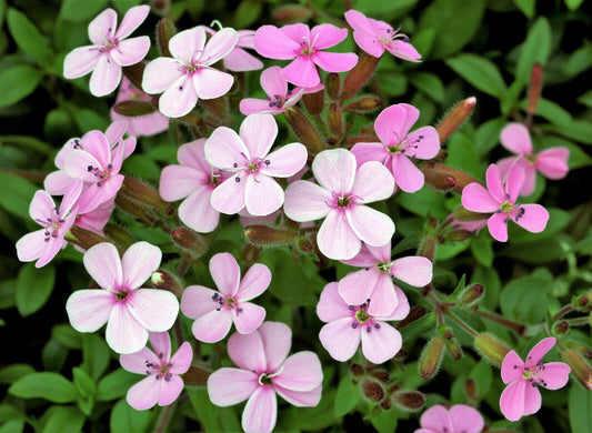 250 Tall Soapwort Saponaria Hispanica Syn Vaccaria Cowcockle Pink Flower Seeds | www.seedsplantworld.com