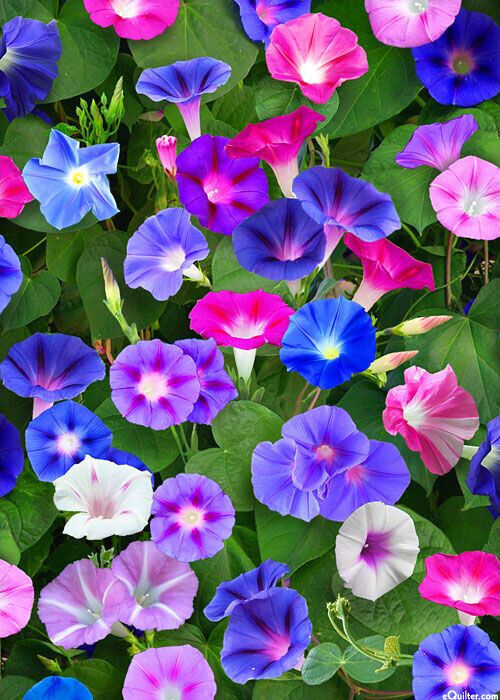 75 Morning Glory Mix Red Blue Flowers Seeds | www.seedsplantworld.com