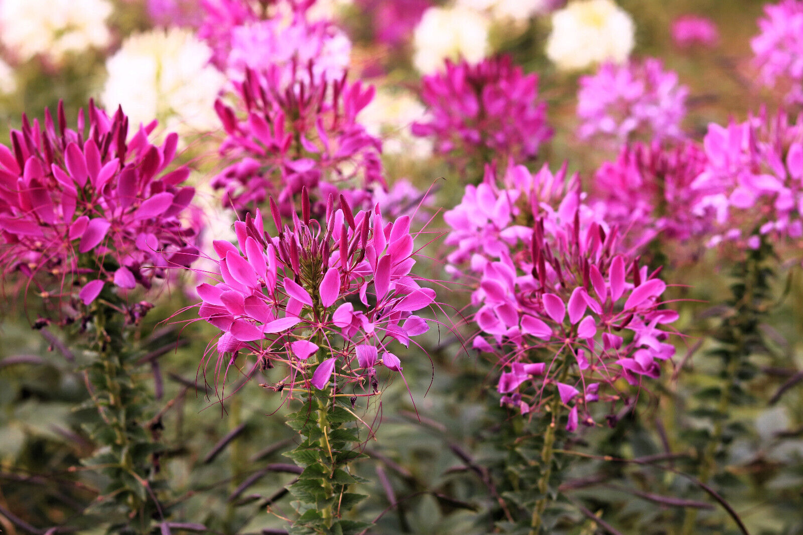 200 Mauve Queen Cleome Spinosa Hassleriana Purple Pink Spider Flower Seeds | www.seedsplantworld.com