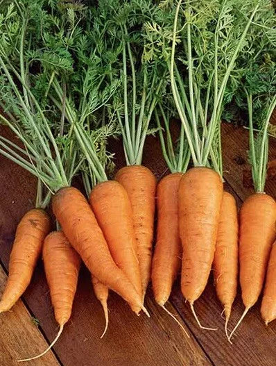 1000 Carrots Seeds Danvers 126 Carrots Non Gmo Heirloom Vegetable Seeds