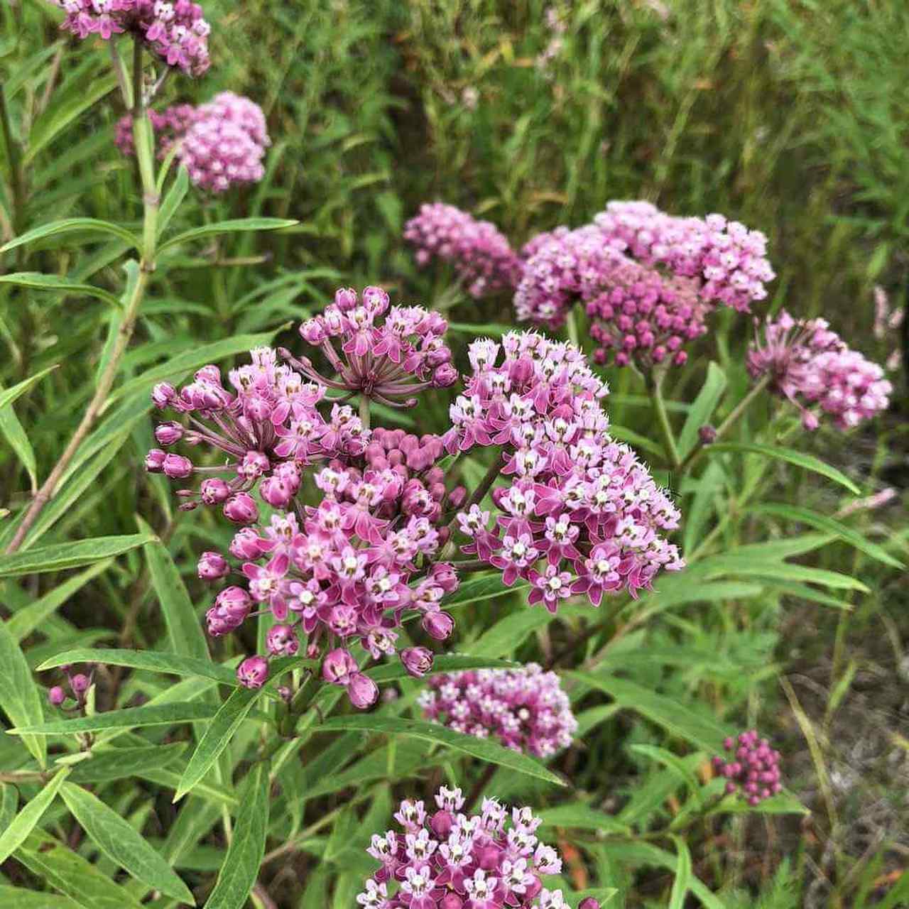 30+ Swamp Milkweed Asclepias Incarnata Perrenial Flower Seeds | www.seedsplantworld.com