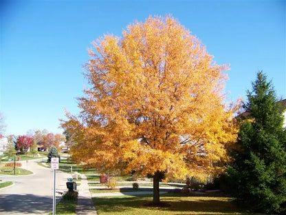 Willow Oak Live Plant 12-18" In A 4" Pot