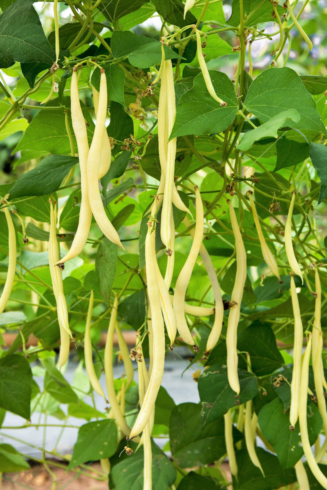 50 ' Slenderwax ' Wax Bean Golden Yellow Bush Phaseolus Vulgaris Vegetable Seeds | www.seedsplantworld.com