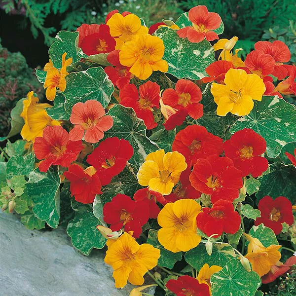 25 Alaska Mix Nasturtium Seeds Non-GMO Flower Seeds | www.seedsplantworld.com