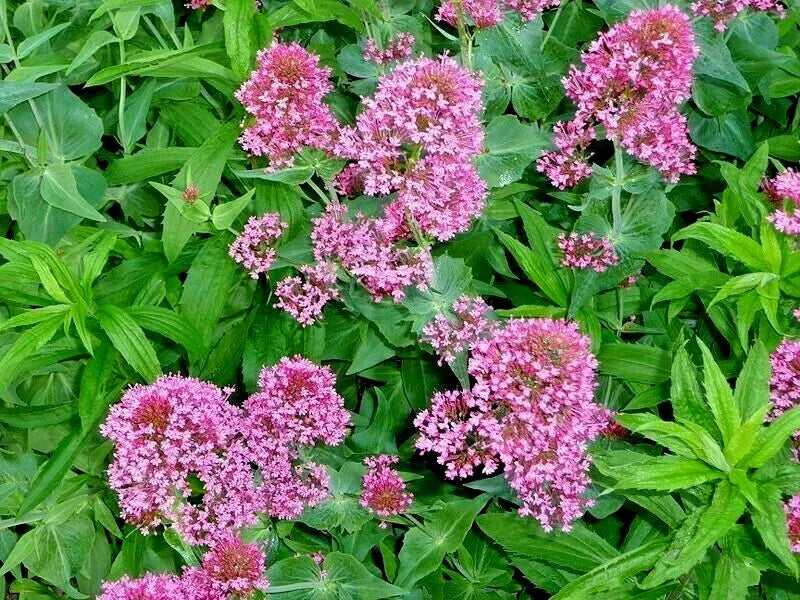 Red Valerian, 105 Seeds