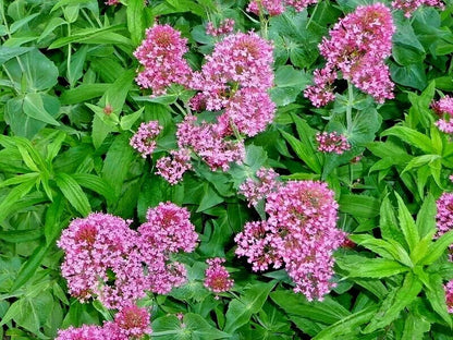 Red Valerian, 105 Seeds