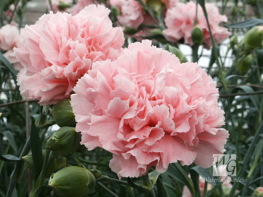 50 La France Pink Carnation Dianthus Caryophyllus Chabaud Flower Seeds | www.seedsplantworld.com