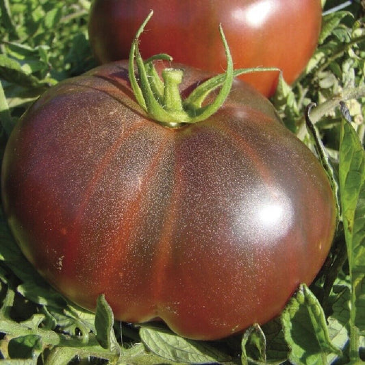 50 Ct Black Krim Tomato Garden Heirloom NON-GMO Vegetable Seeds | www.seedsplantworld.com