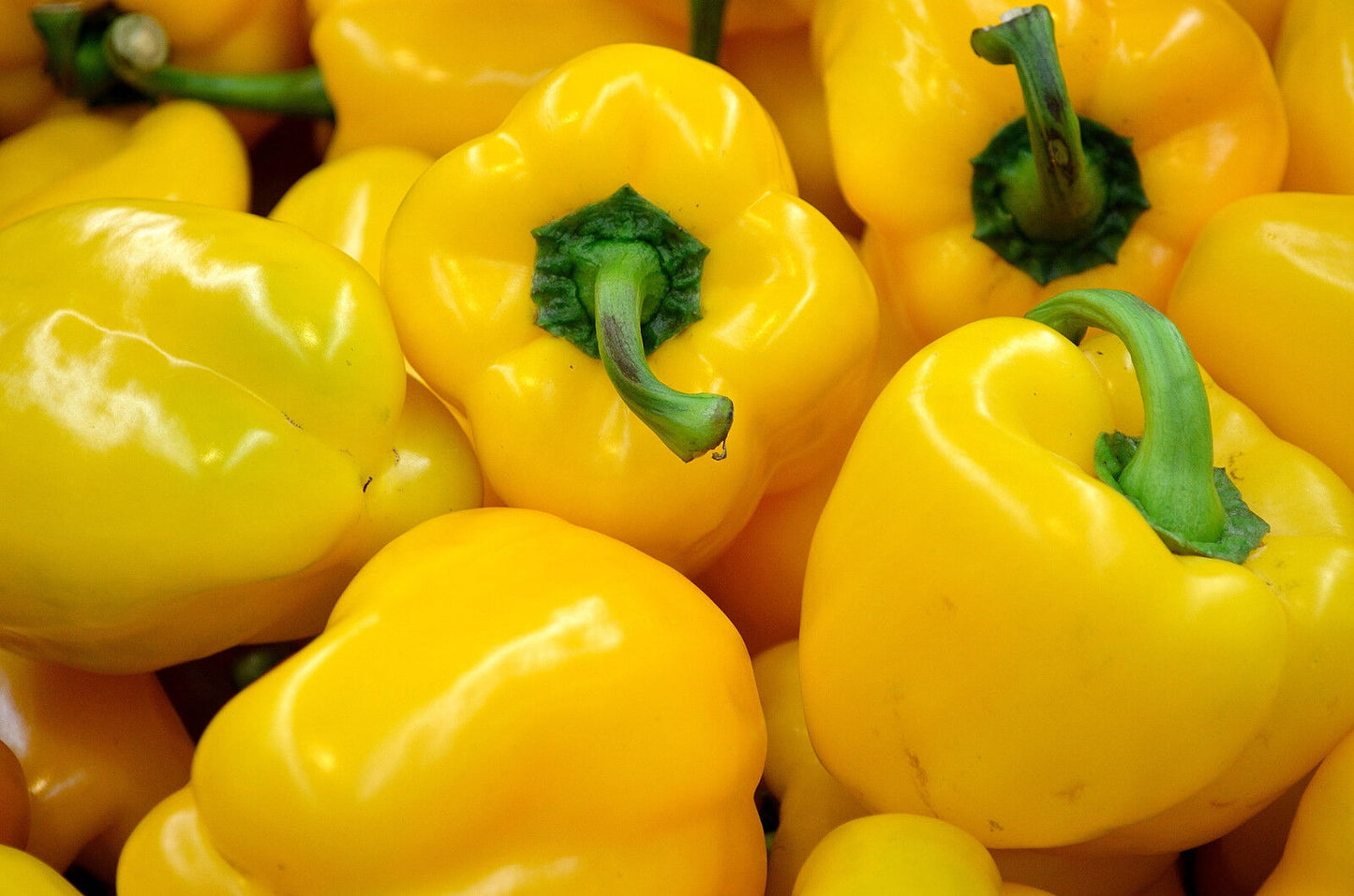 100 Canary Bell Pepper Sweet Yellow Capsicum Annuum Vegetable Seeds | www.seedsplantworld.com