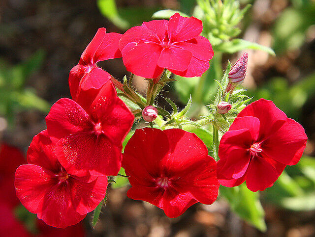 135 Phlox Drummond Red Flower Seeds | www.seedsplantworld.com