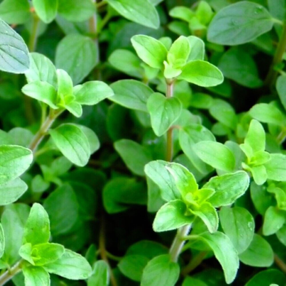 300 Greek Oregano NON-GMO Heirloom Herb Seeds | www.seedsplantworld.com