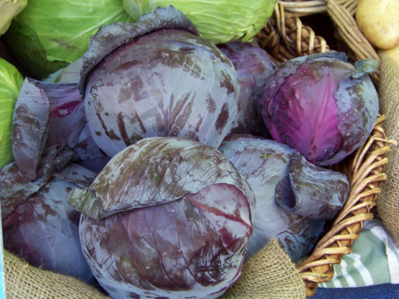 93 Cabbage Red Acre Purple Cabbage Vegetable Seeds | www.seedsplantworld.com