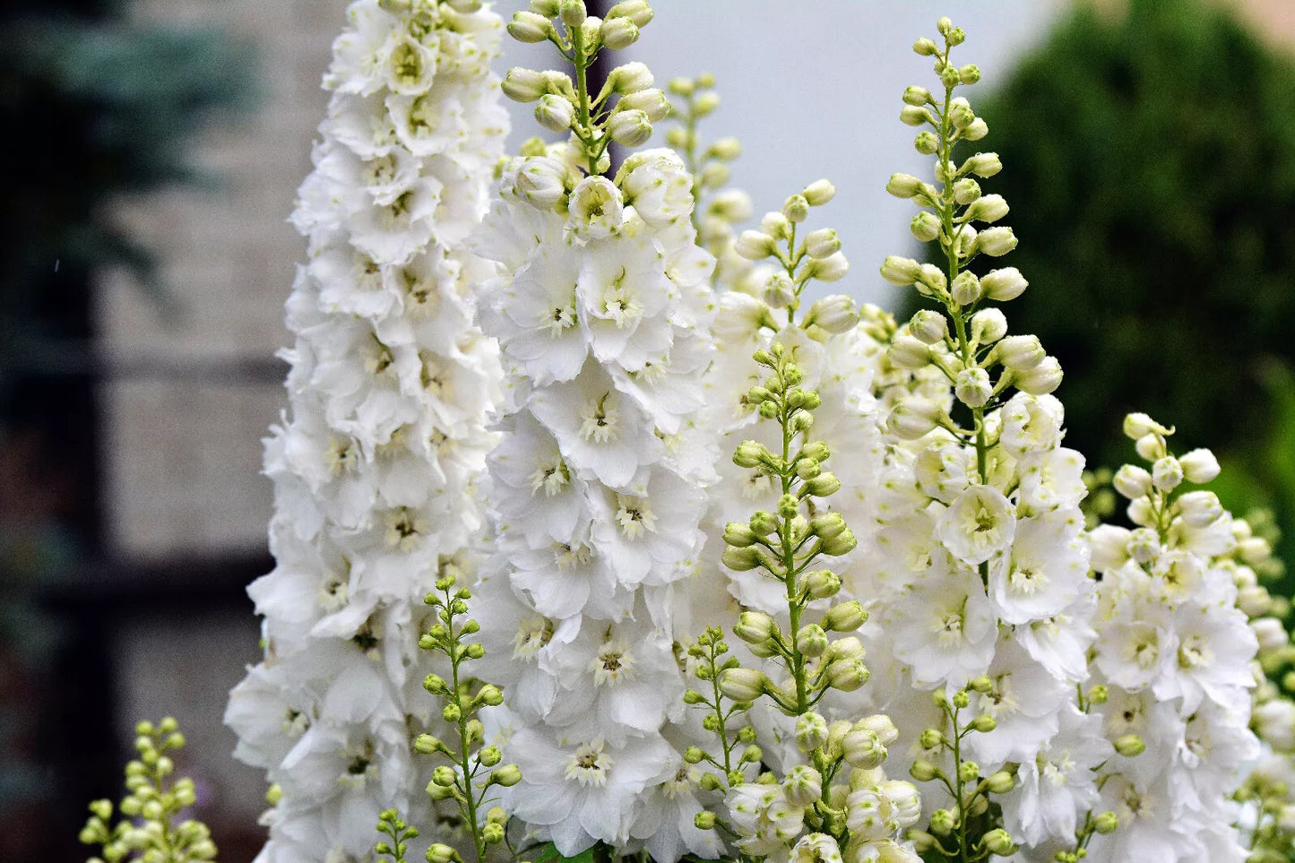 150 White King Larkspur Delphinium Consolida Giant Imperial Flower Seeds | www.seedsplantworld.com