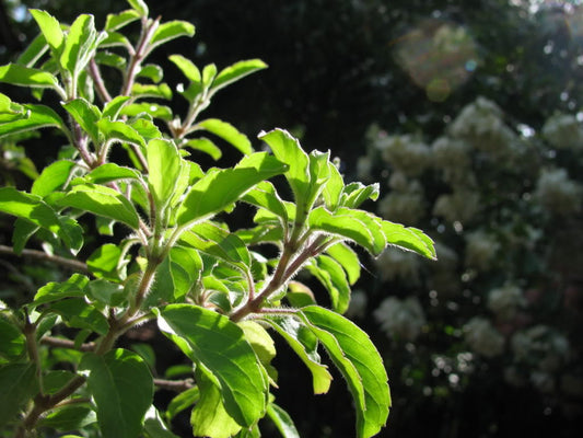 200 Mozzarella Basil Sweet Italian Heirloom Ocimum Basilicum Herb Flower Seeds | www.seedsplantworld.com