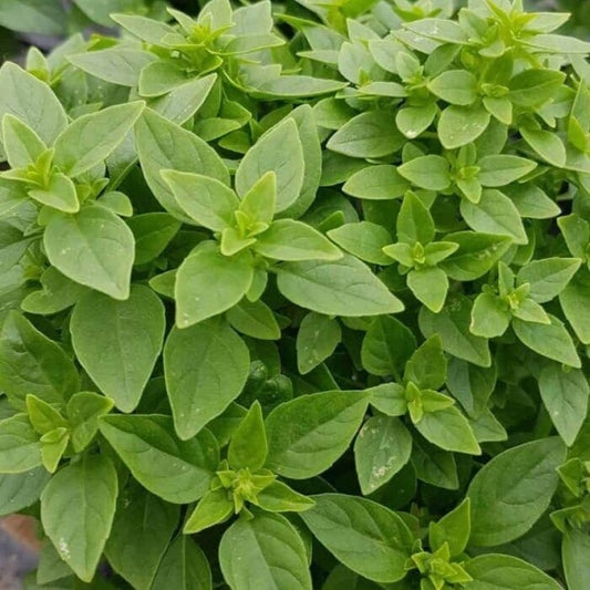 300+ Dwarf Greek Basil Culinary Cooking NON-GMO Herb Seeds | www.seedsplantworld.com