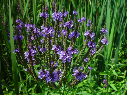 335 Vervain Blue Flower Perennial Swamp Vervain Flower Seeds | www.seedsplantworld.com