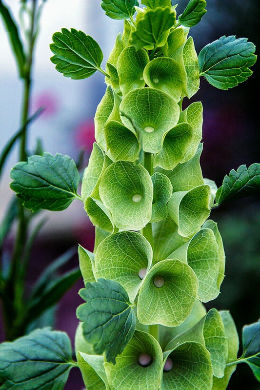 45 Bells Of Ireland Green Flower Seeds | www.seedsplantworld.com