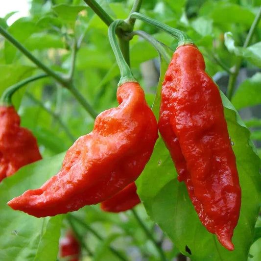 10 Ghost Pepper (Bhut Jolokia) Seeds Million And Scoville Vegetable Seeds | www.seedsplantworld.com