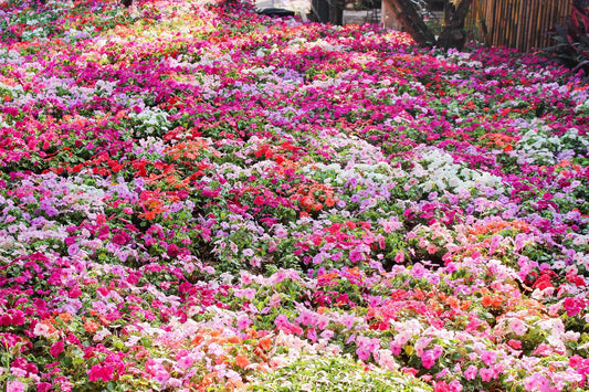 50 Mixed Colors Dwarf Impatiens Walleriana Red Pink Orange Shade Flower Seeds | www.seedsplantworld.com