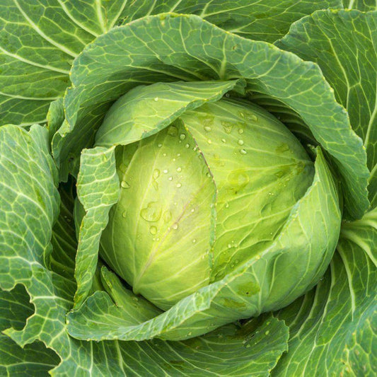 500+ Golden Acre Cabbage Garden NON-GMO Vegetable Seeds | www.seedsplantworld.com