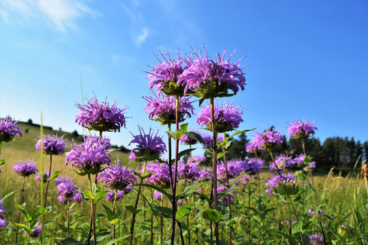 1000 Wild Bergamot Monarda Fistulosa Bee Balm Oswego Tea Herb Purple Flower Seeds | www.seedsplantworld.com