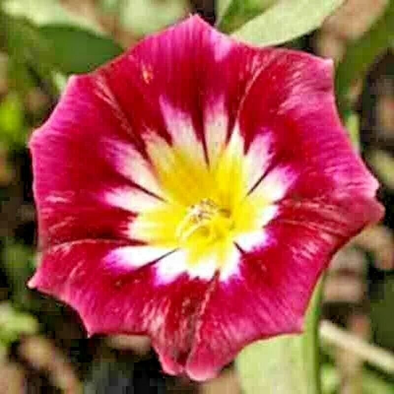 25 Morning Glory Hummingbird Mix Red Ensign Tricolor Dwarf Vining Flower Seeds | www.seedsplantworld.com