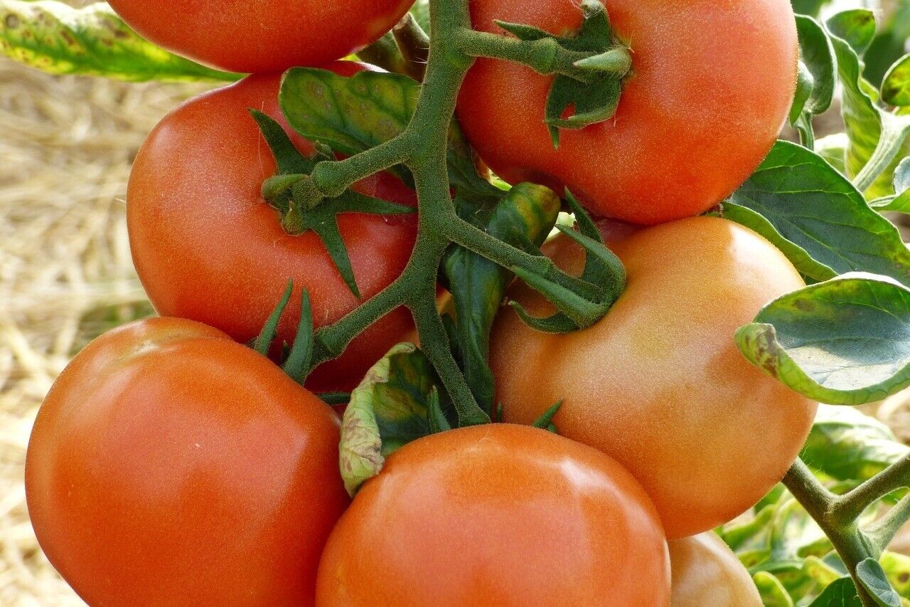 100 Ct Marglobe Supreme Tomato Heirloom Vegetable Seeds | www.seedsplantworld.com