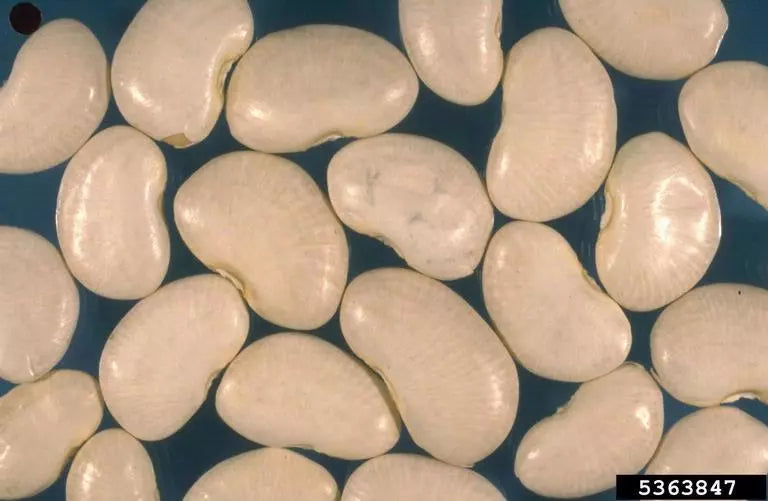 50 White Dixie Lima Bean Butterpea Phaseolus Vulgaris Vegetable Seeds | www.seedsplantworld.com