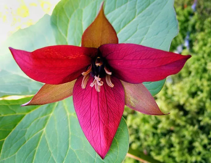 Red Trillium 5 Bulbs Wood Lily Trillium Erectum Live Plant