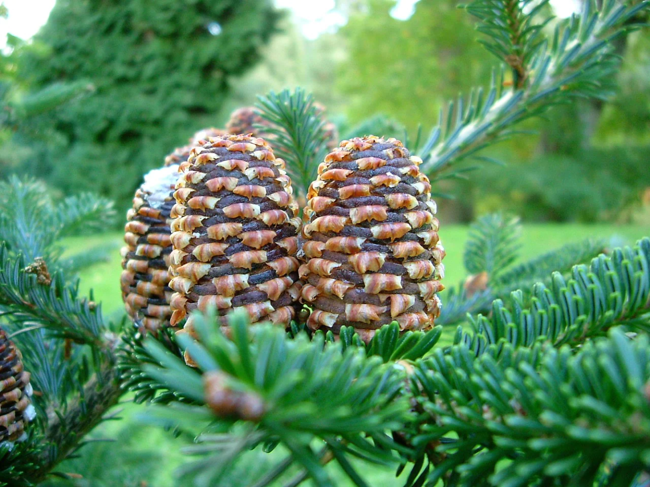 20 Fraser Fir Tree Abies Fraseri Christmas Tree Southern Balsam Fir Native Seeds | www.seedsplantworld.com