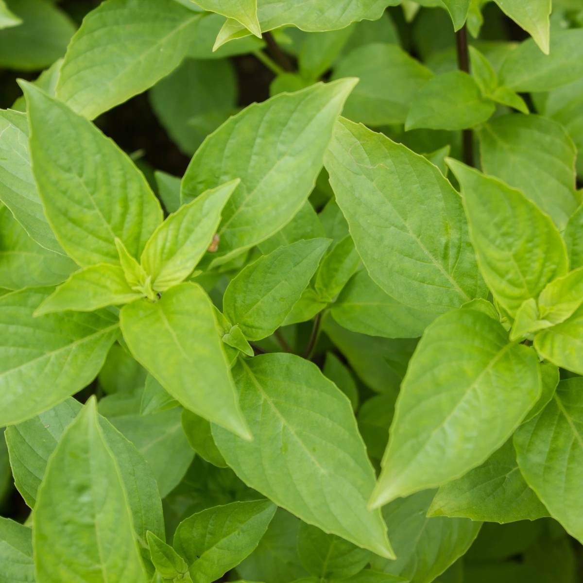 300+ Mrs. Burns Lemon Basil Citrus Ocimum Basilicum Herb Seeds | www.seedsplantworld.com