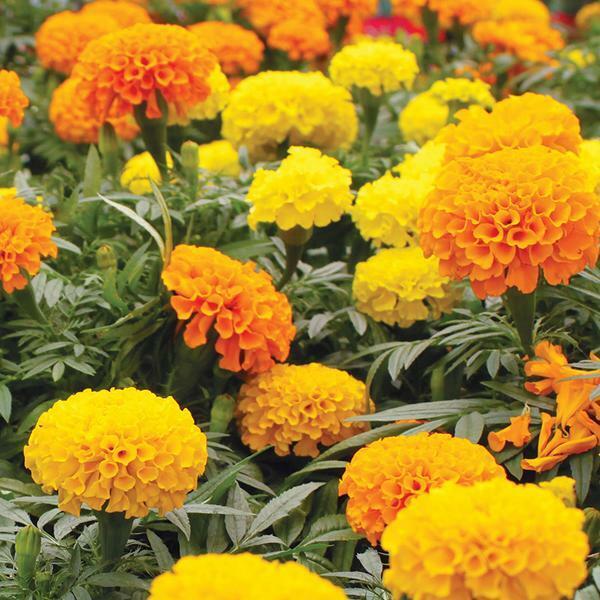 150+ Marigold African Cracker Jack Mix Flower Seeds | www.seedsplantworld.com