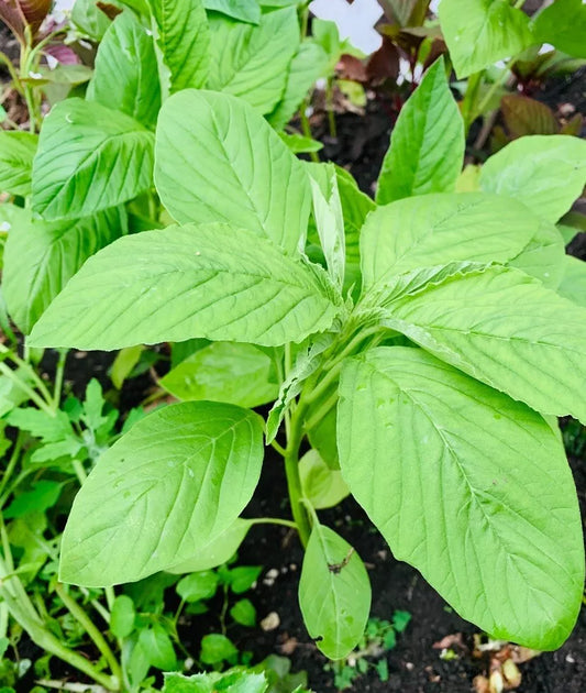 2000 Green Amaranth Seeds Chinese Spinach Green Edible Vegetable Seeds