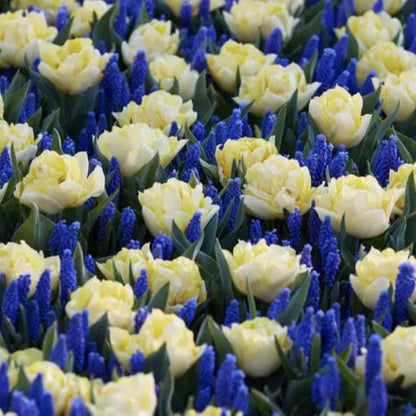 30 Muscari Grape Hyacinth Bulb Collection (White, And Blue) Bulbs Plants