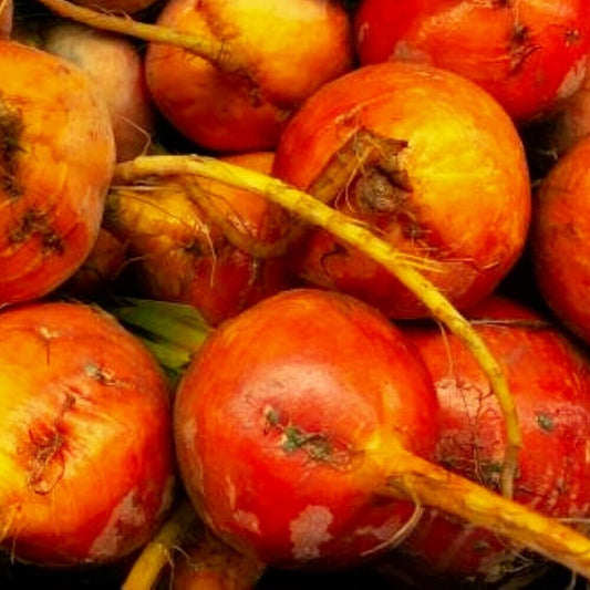 100 Golden Detroit Beet NON-GMO Heirloom Vegetable Seeds | www.seedsplantworld.com