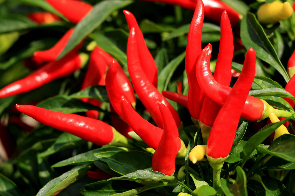 300 Thin Cayenne Pepper Hot Chili Long Green Red Slim Capsicum Vegetable Seeds | www.seedsplantworld.com