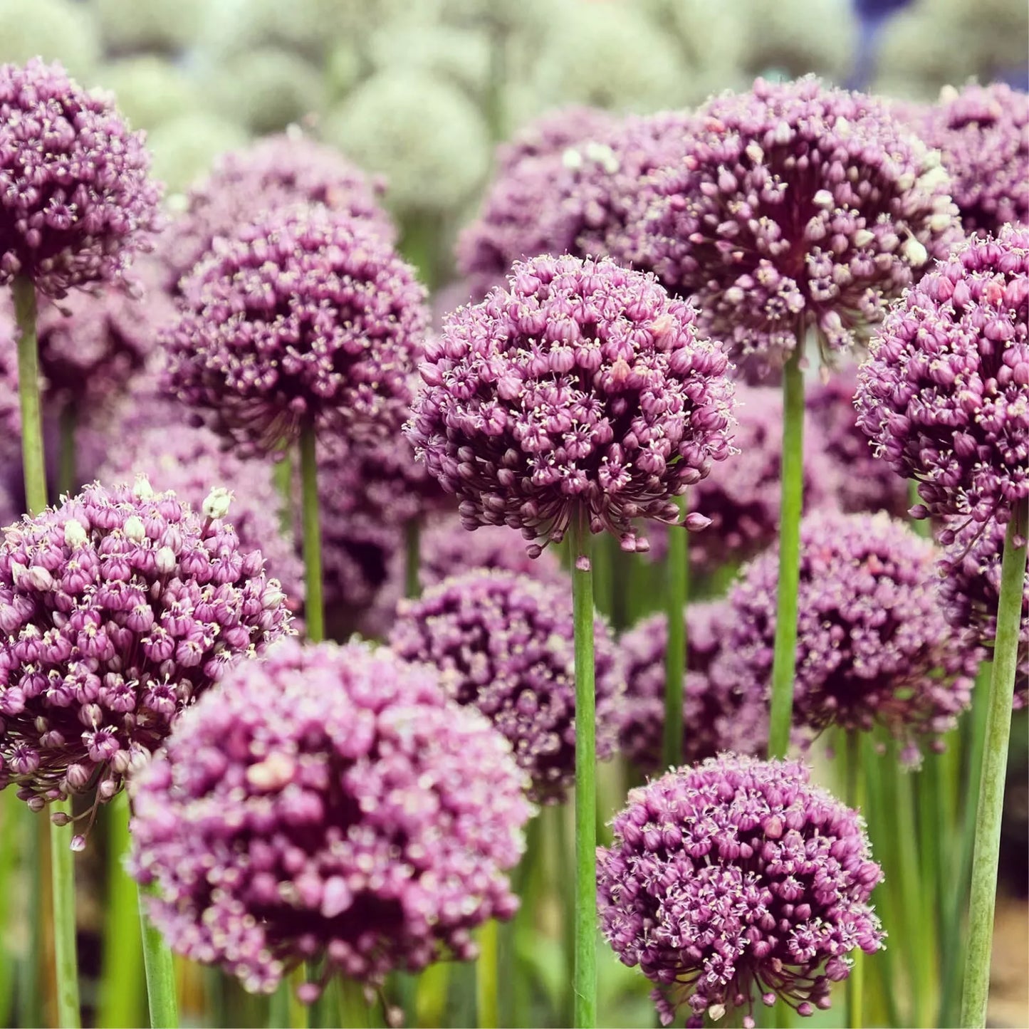 2 Allium Flower Bulbs Summer Drummer 6" Purple & White Blooms Onion Lily Bulbs Plant | www.seedsplantworld.com