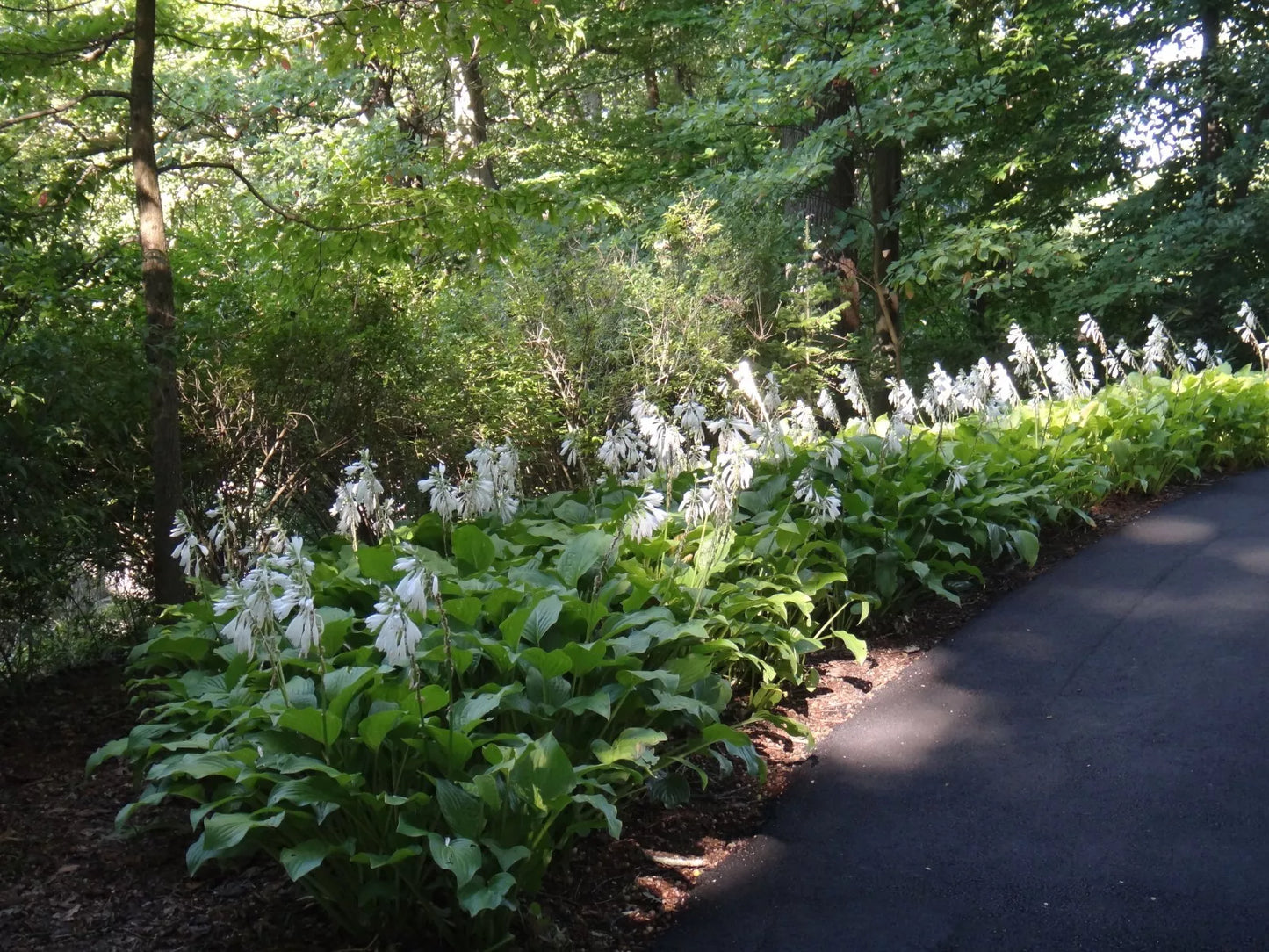 1 Royal Standard Hosta Bare Root Perennial Plant Thrives In Shady Areas Rooted Plant