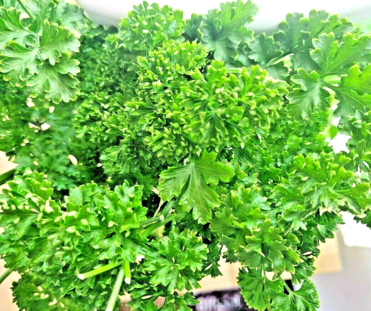 2000 Parsley Spring Herb Garden Non-Gmo Heirloom Curled Greens Vegetable Seeds | www.seedsplantworld.com