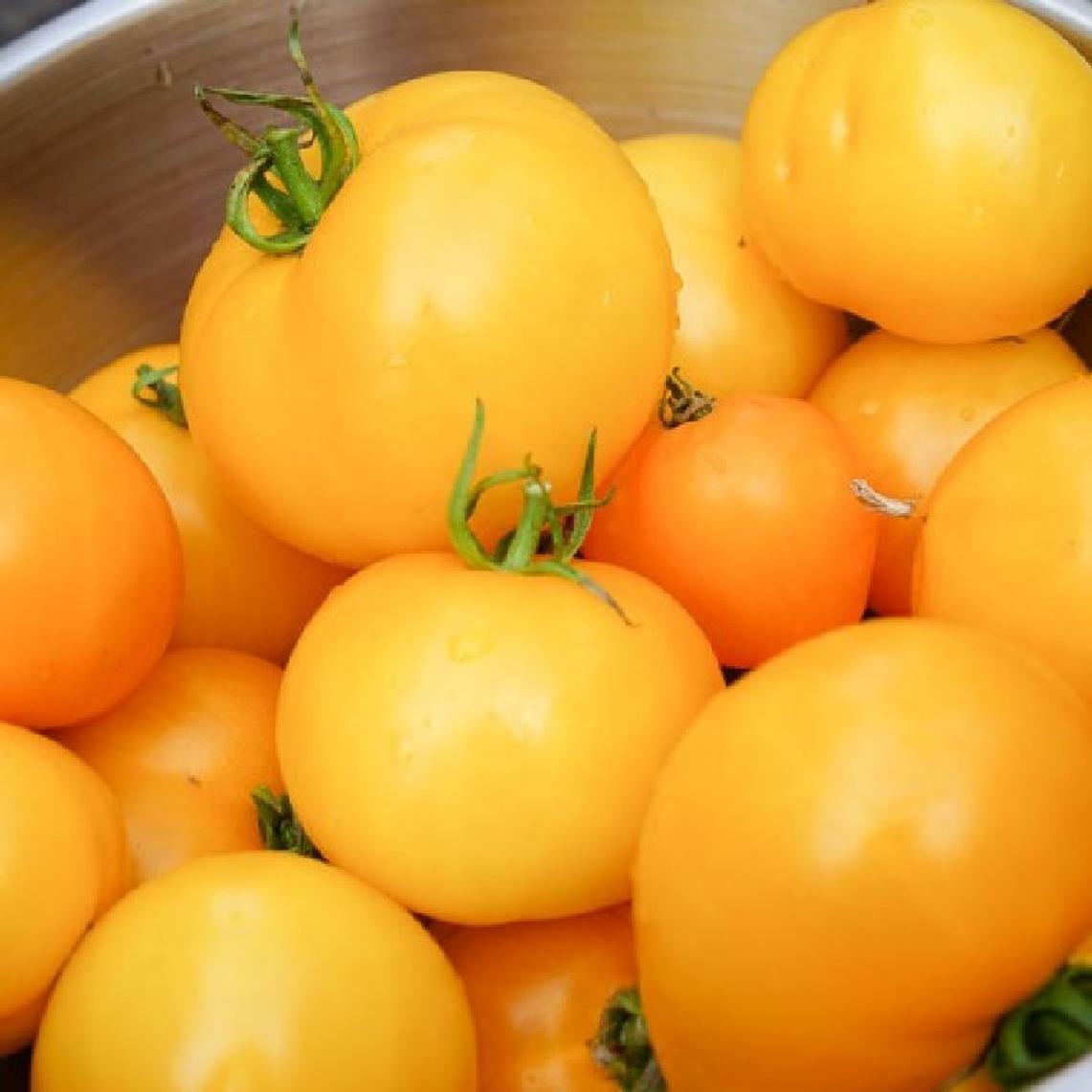 100 Ct Golden Jubilee Tomato Heirloom NON-GMO Vegetable Seeds | www.seedsplantworld.com