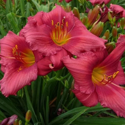 1 Red Ruffles Daylily Perennial Bulb Bare Root Plant Reblooming Hemerocallis Rooted Plant