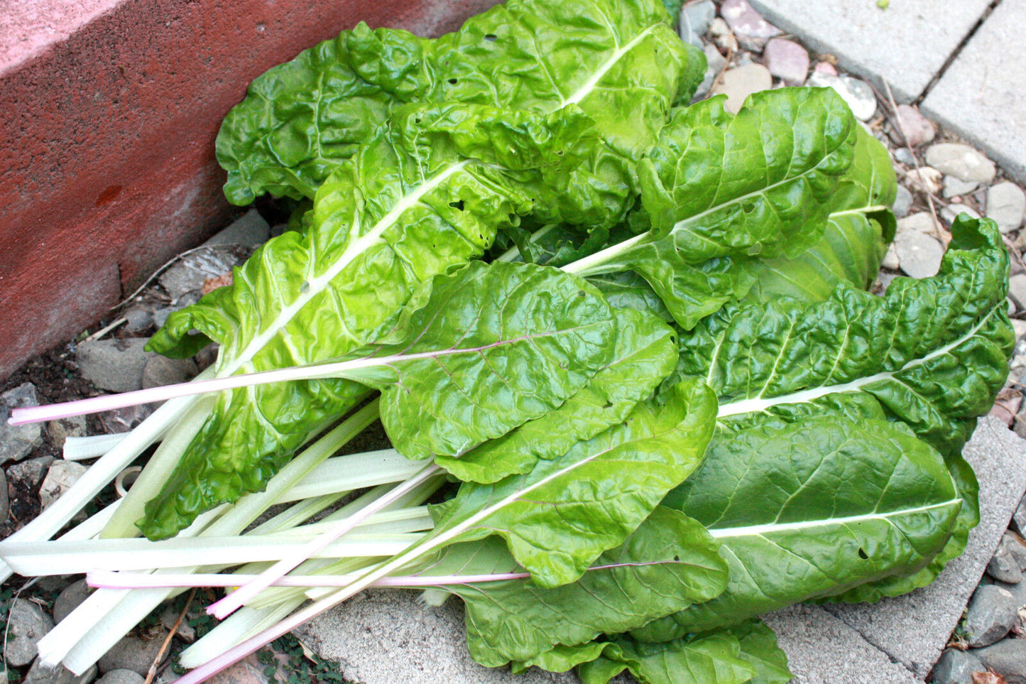 105 Swiss Chard Fordhook Swiss Chard For Fresh Salad Greens Vegetable Seeds | www.seedsplantworld.com