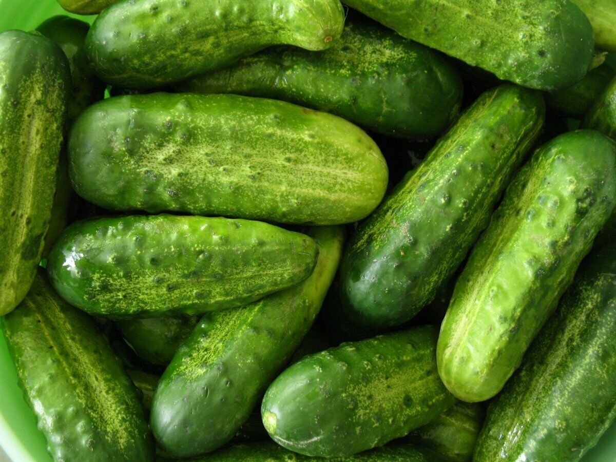 50+ National Pickling Cucumber NON-GMO Vegetable Seeds | www.seedsplantworld.com