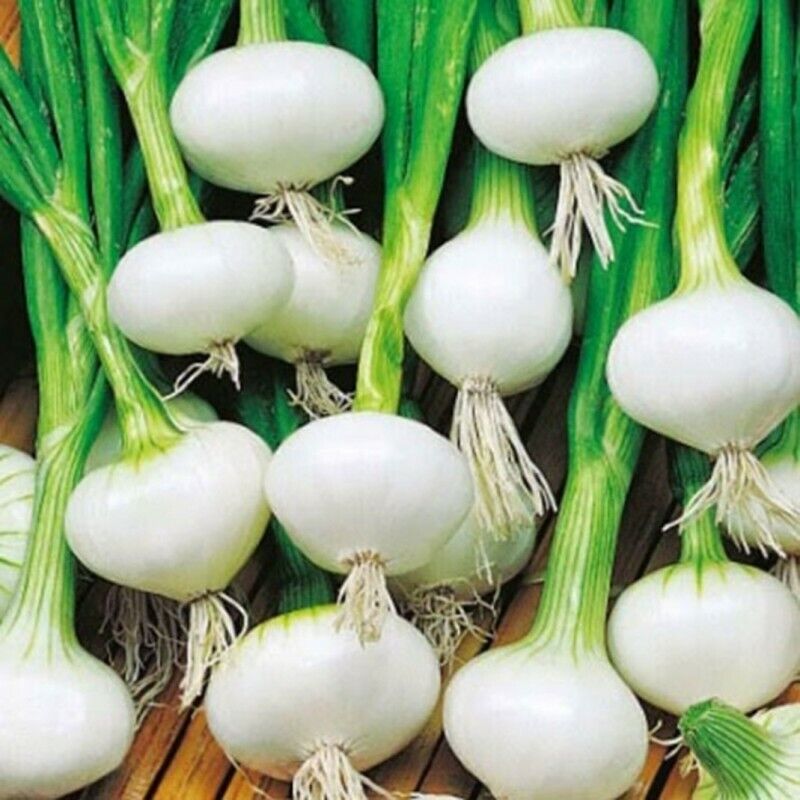 200+ Crystal White Wax Onion Garden NON-GMO Vegetable Seeds | www.seedsplantworld.com