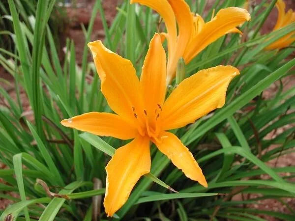 2 Aztec Gold Daylily Perennial Flower Bulb Bare Root Plants